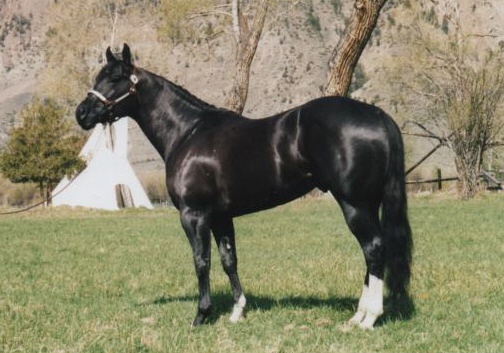 Black Quarter Horse Stallion Stud