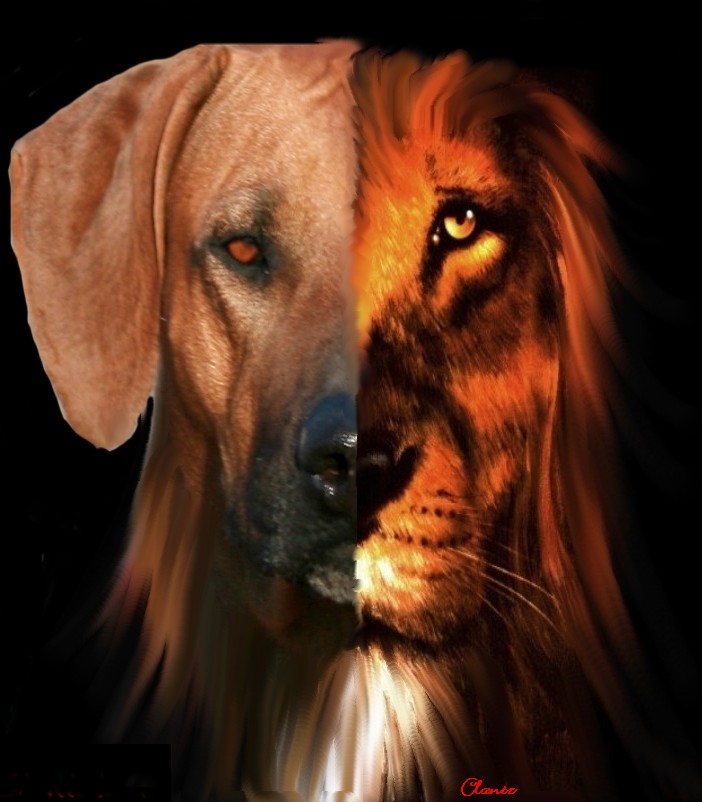 Rhodesian store ridgeback lion