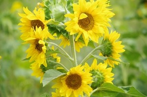 Flowers Sunflower 1 W