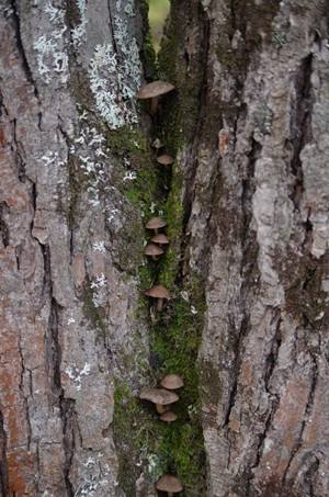 Nature Fungi 1 W
