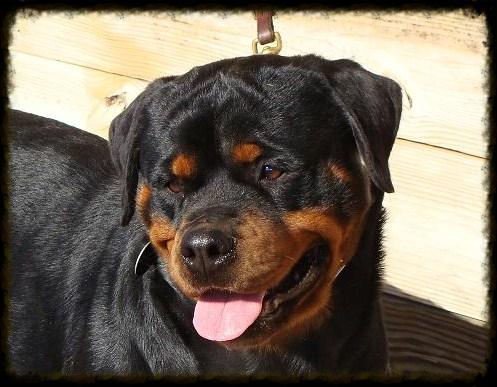 rottweiler puppies for sale in east texas