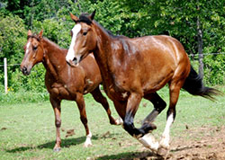 boarding your horse