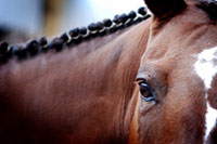 horse boarding