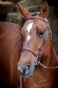 Horse Training Wisconsin