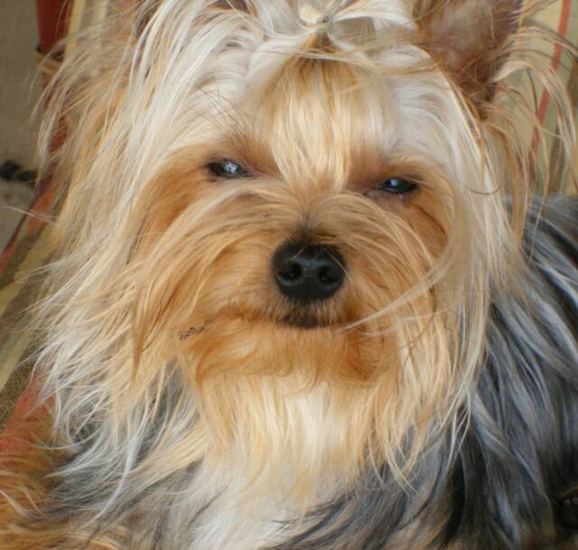 akc yorkshire terrier puppies for sale