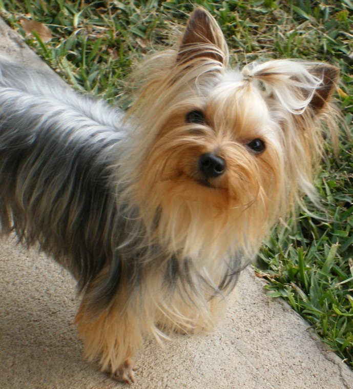 parti color yorkies for sale near me