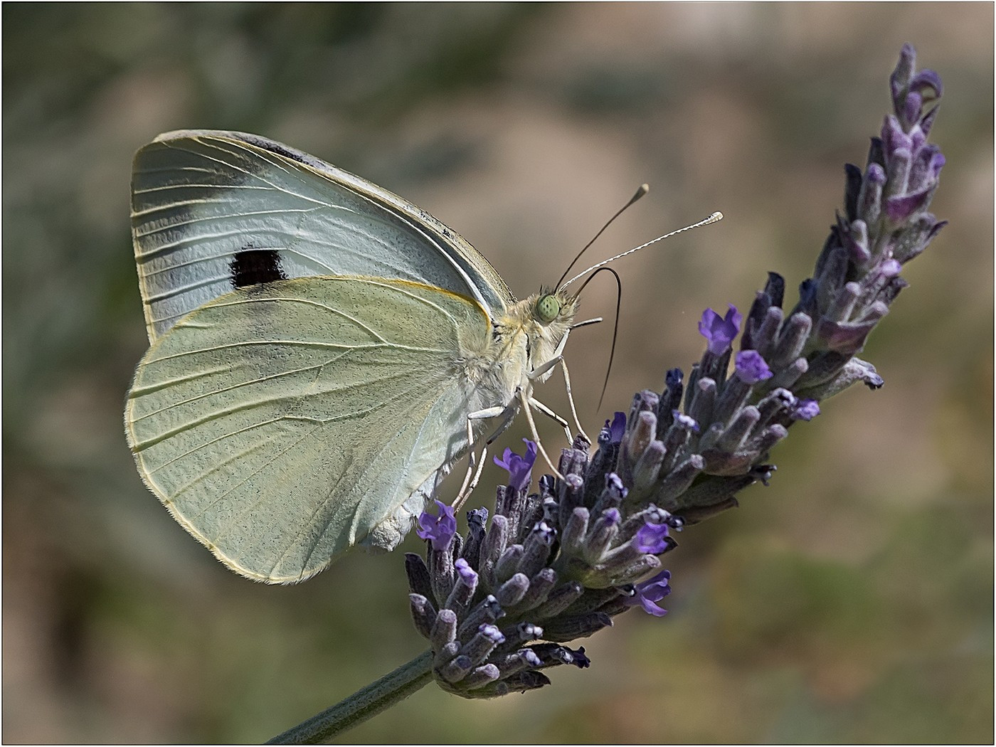 Large White Butterfly on Lavender