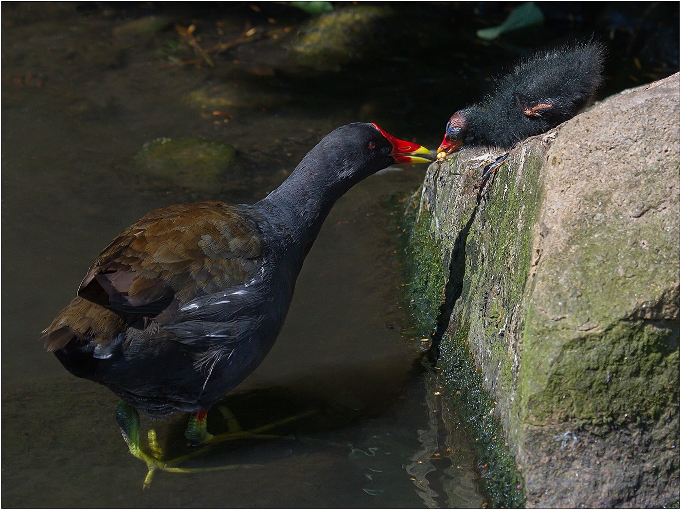 Moorhen with Young
