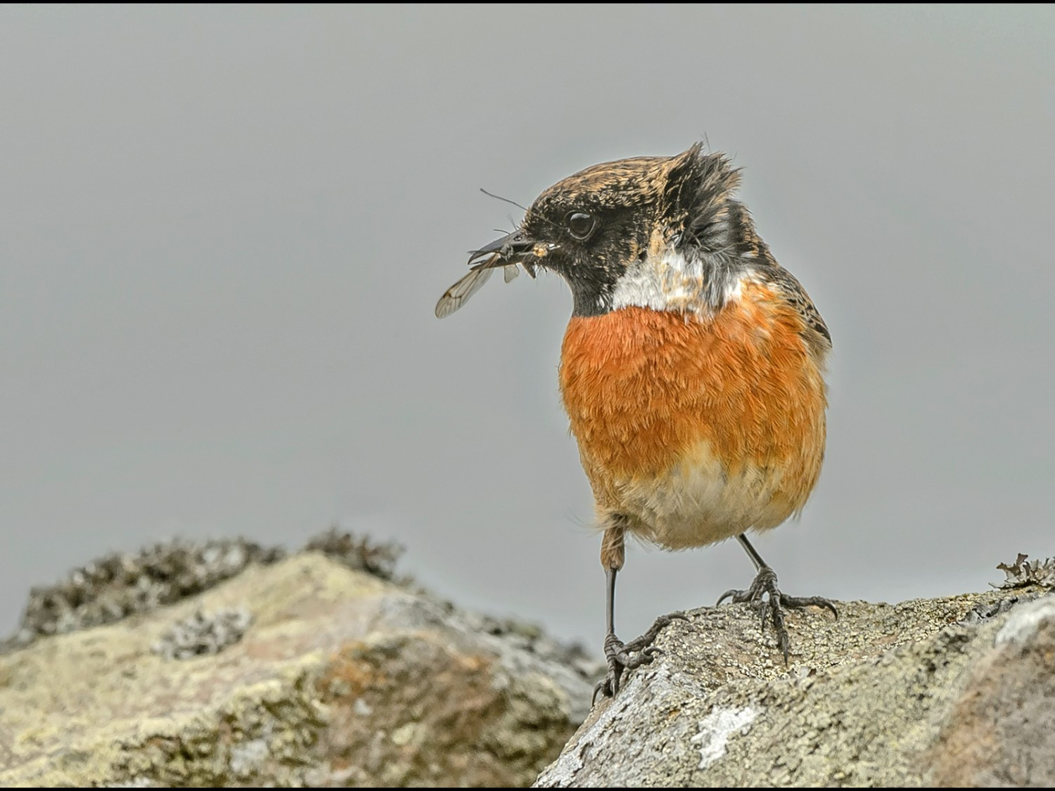 Male Stonechat with Prey