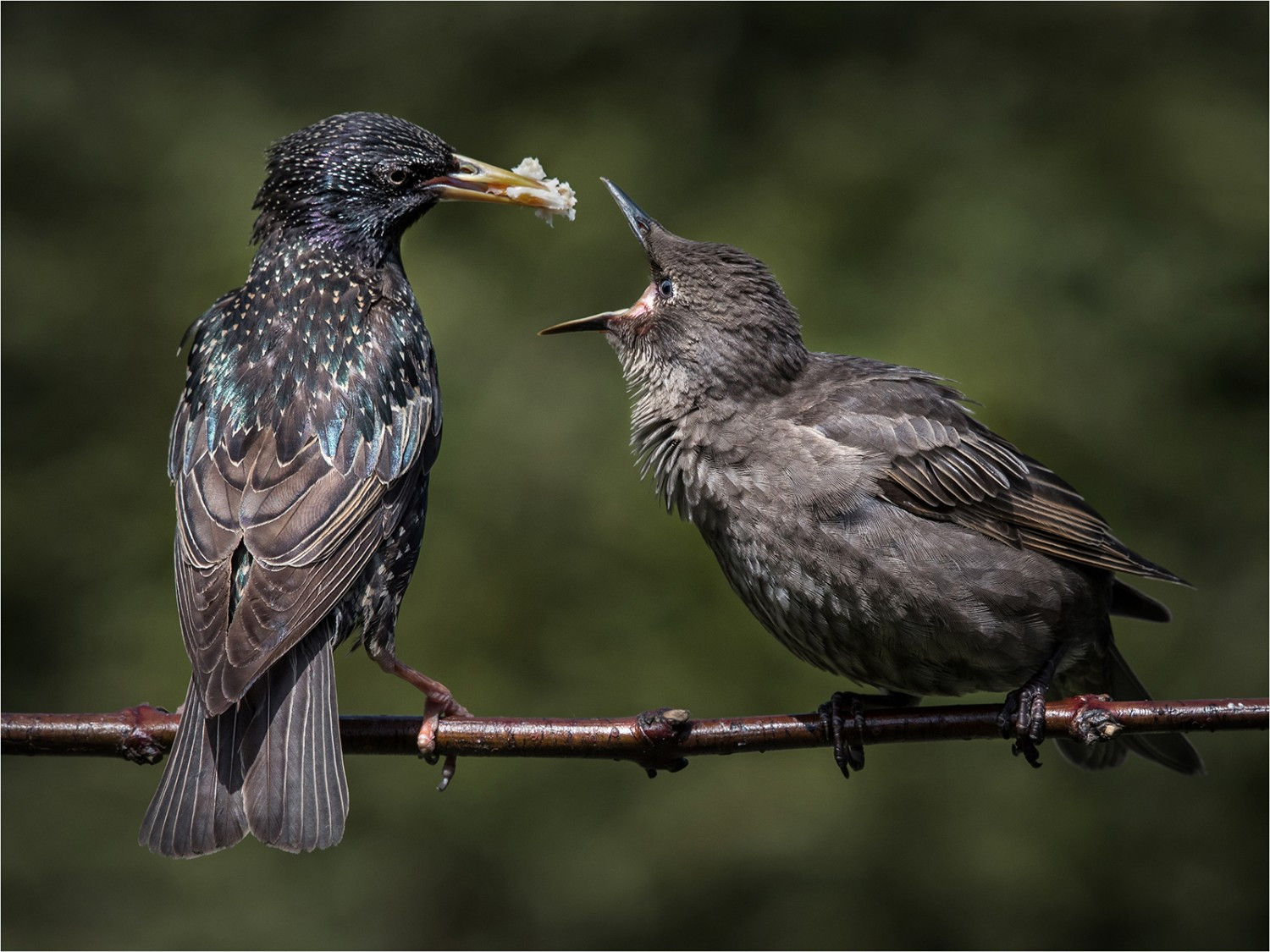 Starling feeding young 