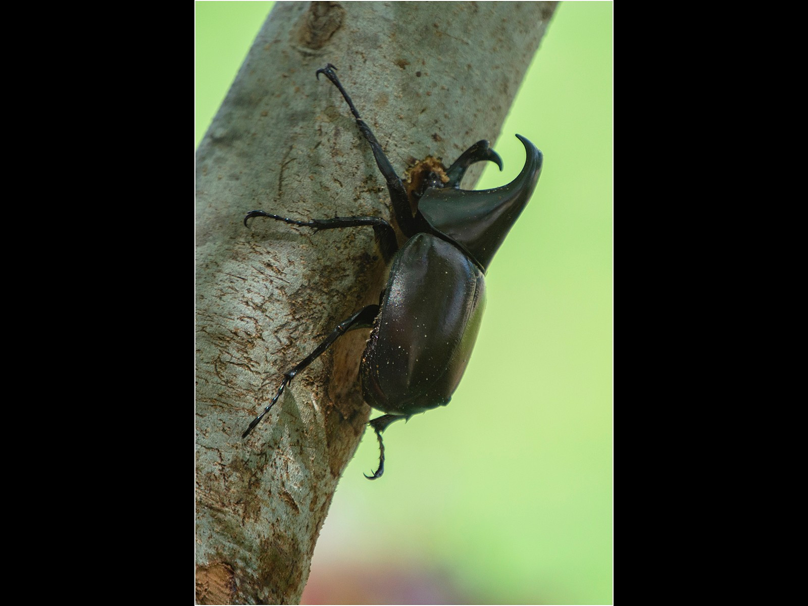 A Rhino beetle in a Queensland garden
