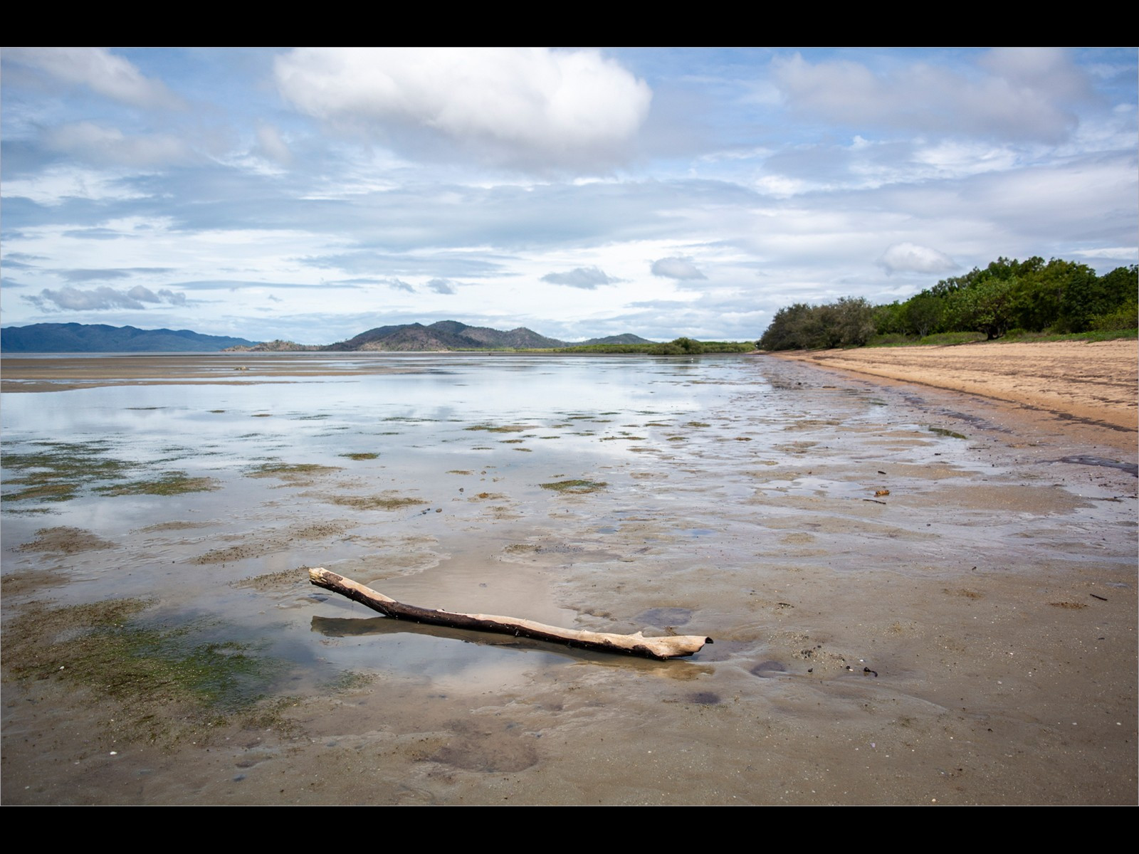 Driftwood on the beach in Townsville Queensland
