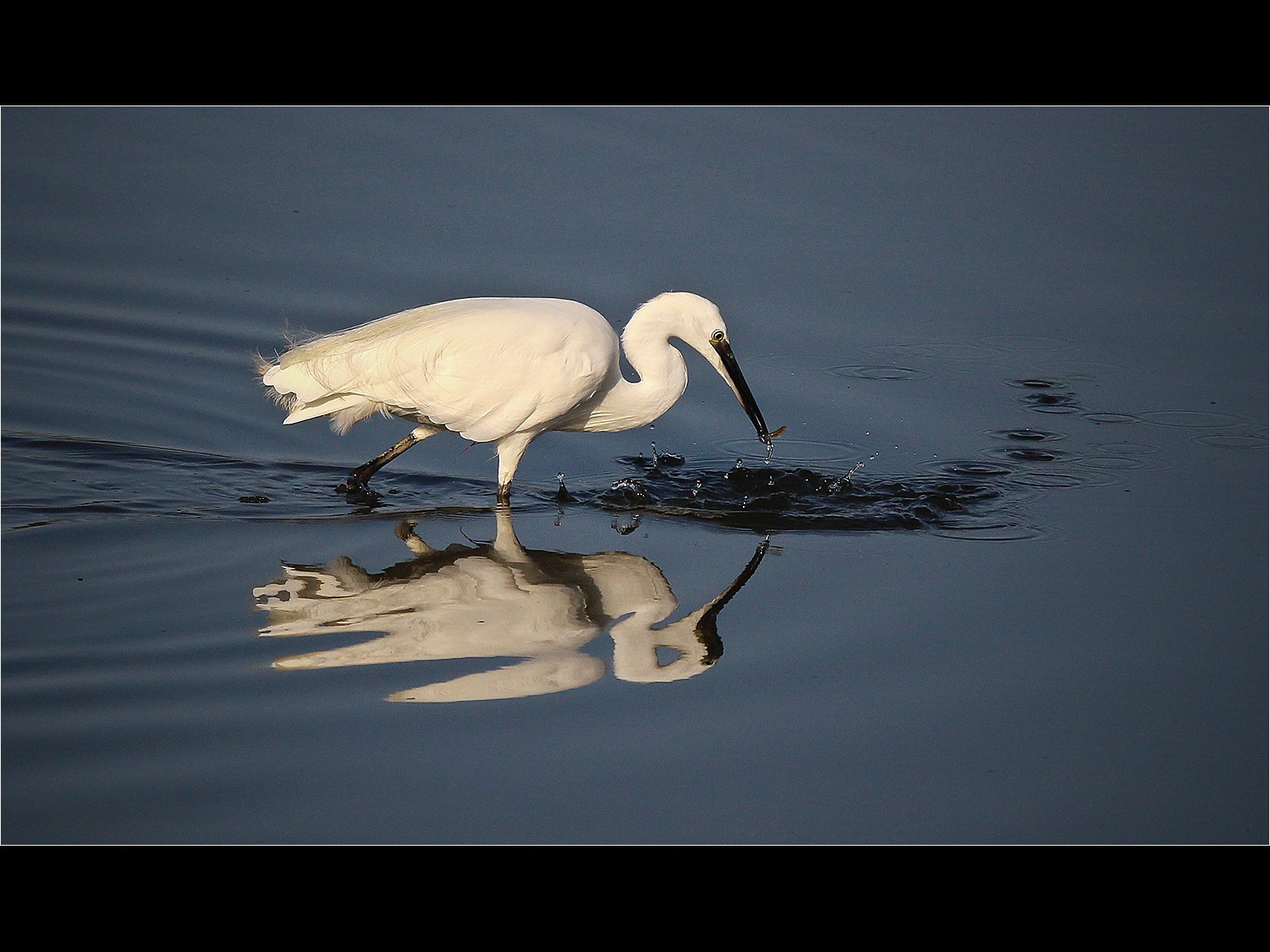 Little Egret with Catch
