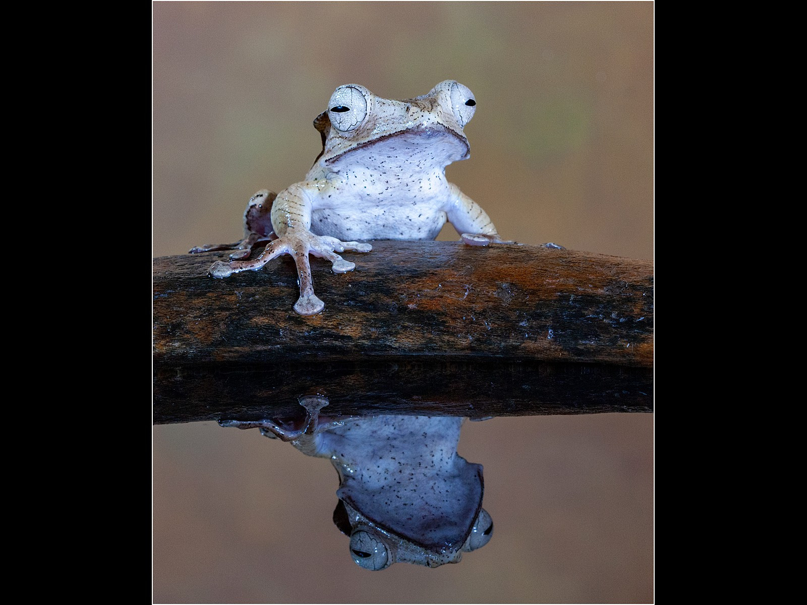 Golden Tree Frog & Reflection