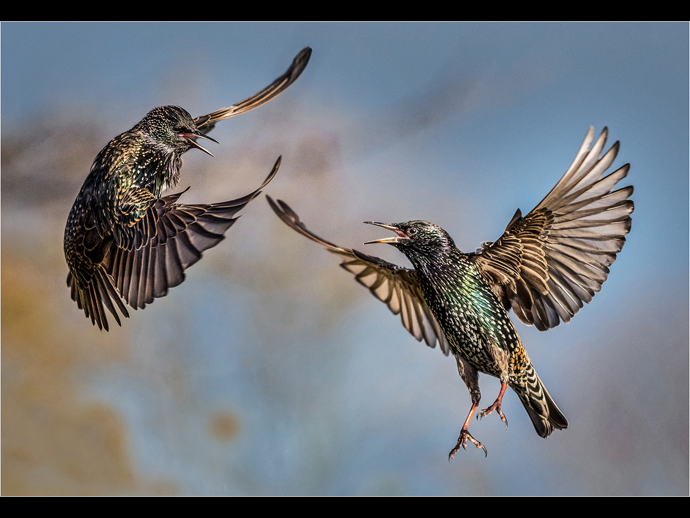 Fighting Starlings