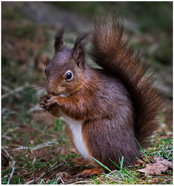 Red squirrel (2)