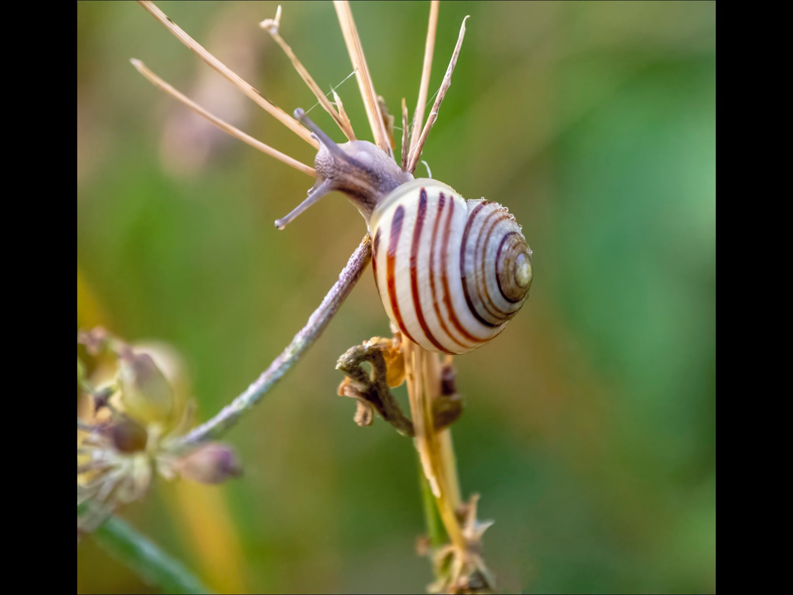 Baby Snail foraging