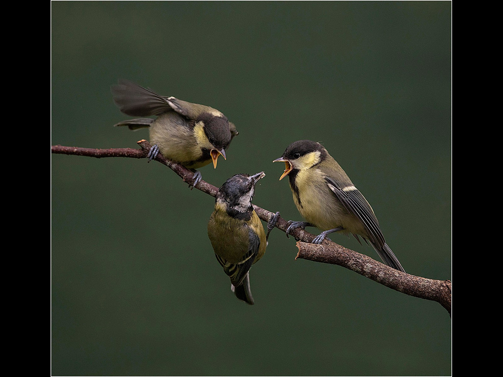 Female Great Tit Feeding Young