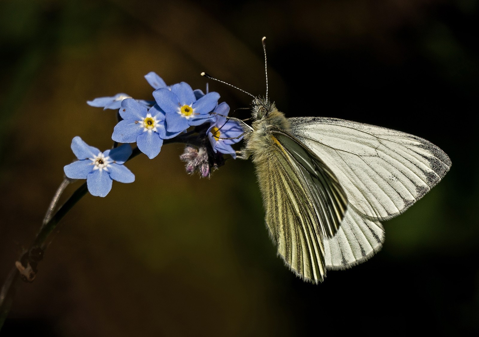 Green vained white on a Forget me not.