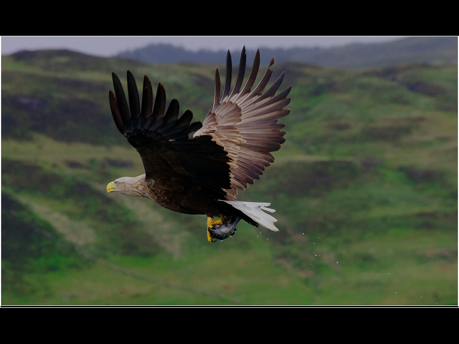 WhiteTailed Eagle with fish