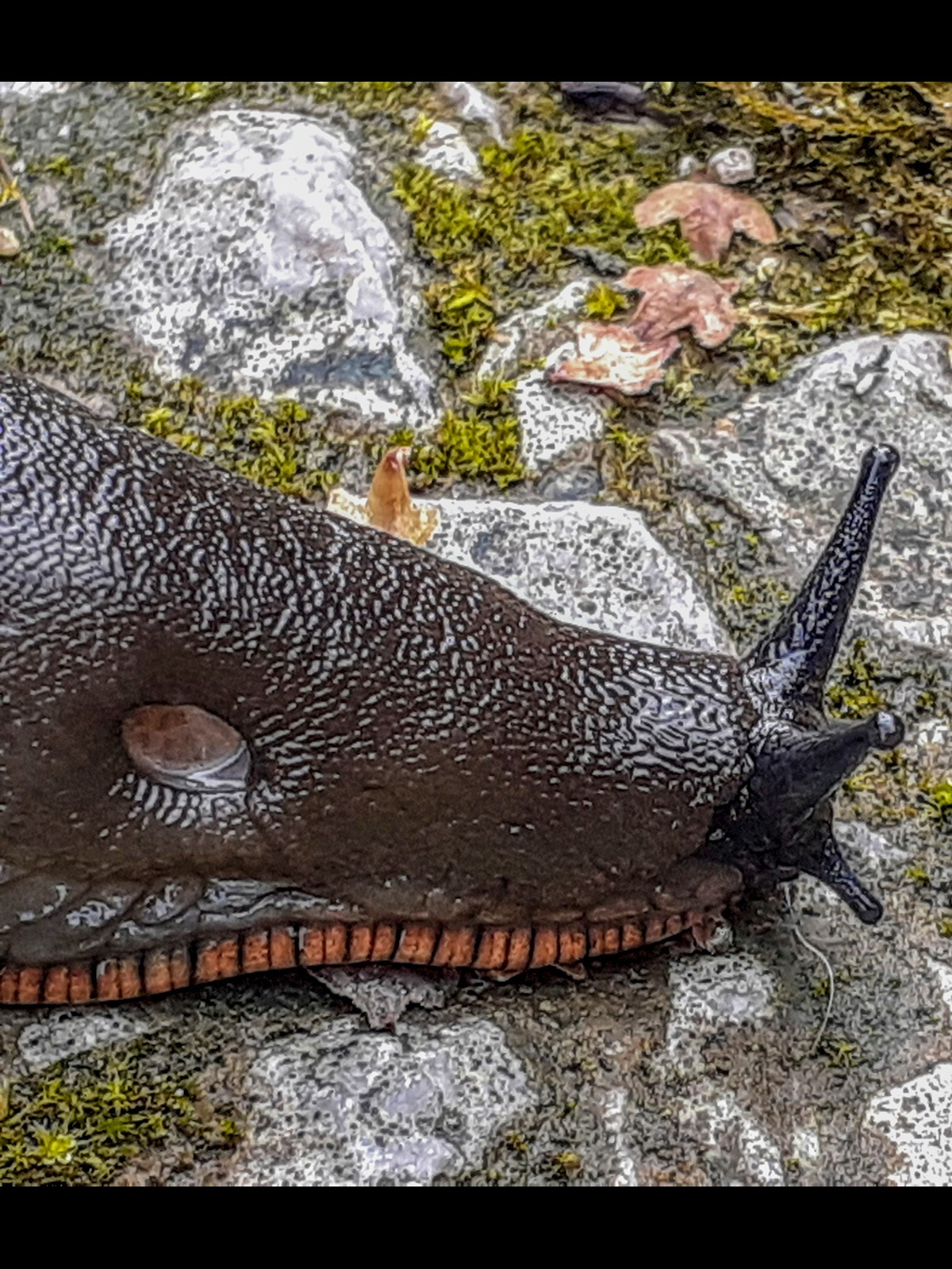 Arion Ater Large Black Slug