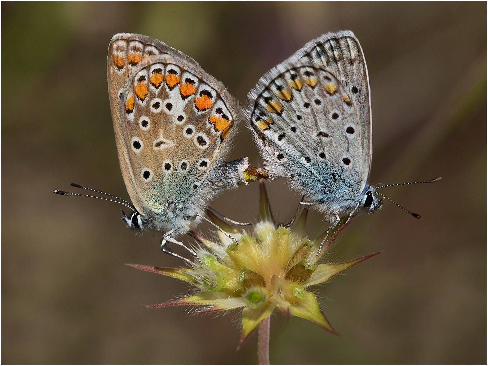 Common Blue Butterflies - Mating 