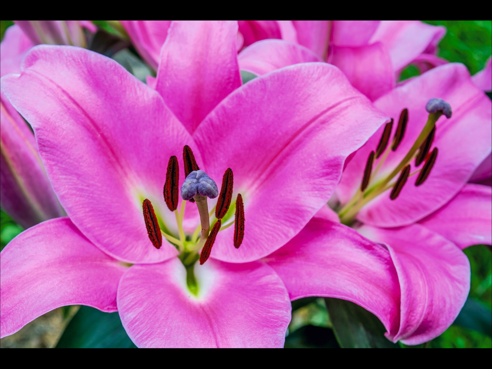 Stamens on Pink Lilies