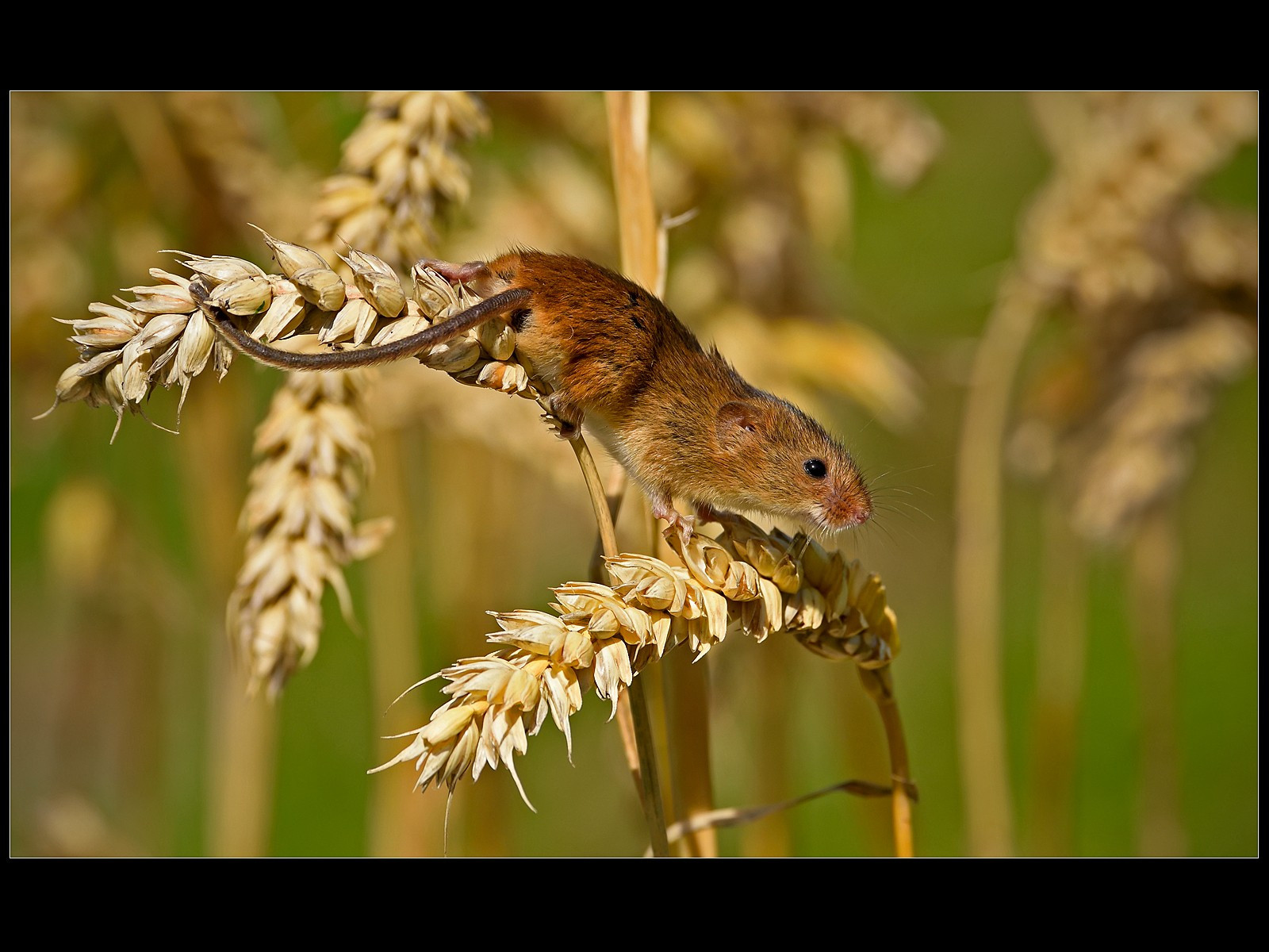 Harvest Mouse on Corn