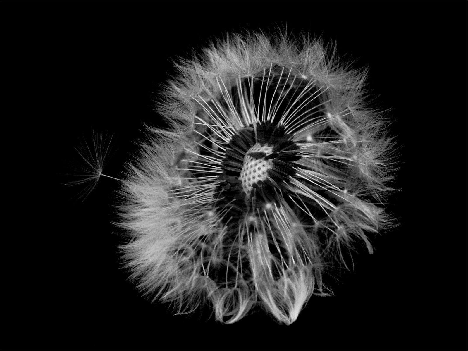 A Dandelion head losing its seeds