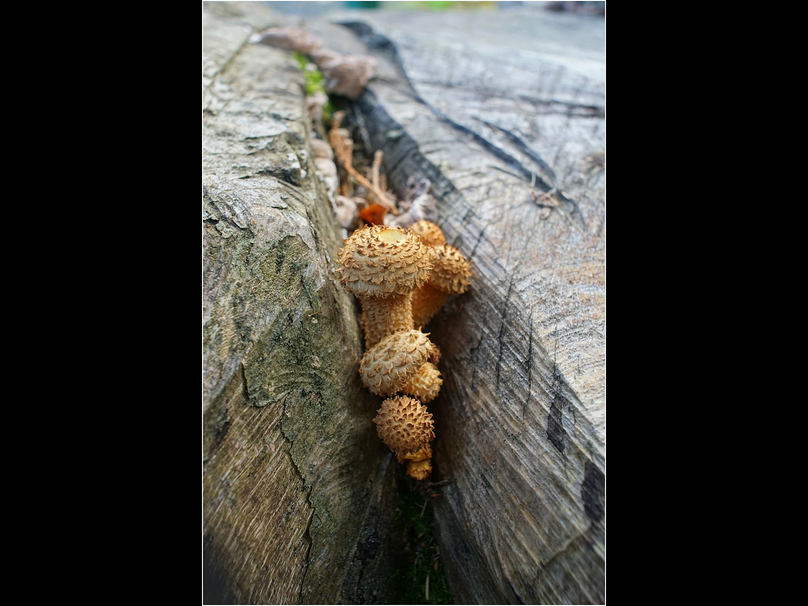 Shaggy Pholiota, Fungi