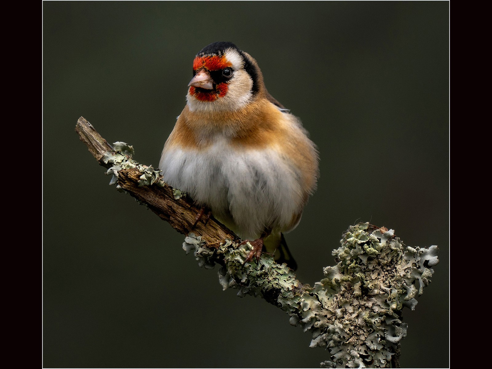 All Fluffed up. Goldfinch on a Lithchen coverd branch.