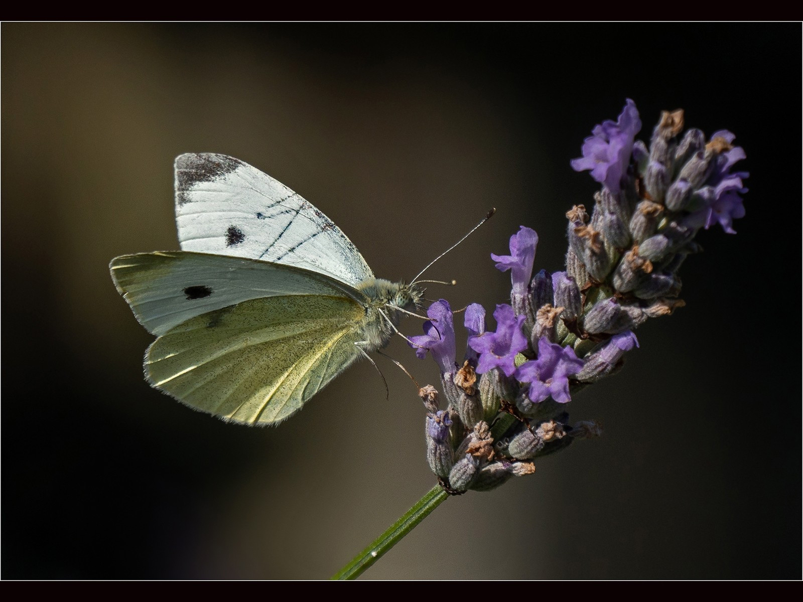Small White  Butterfly on Lavender.