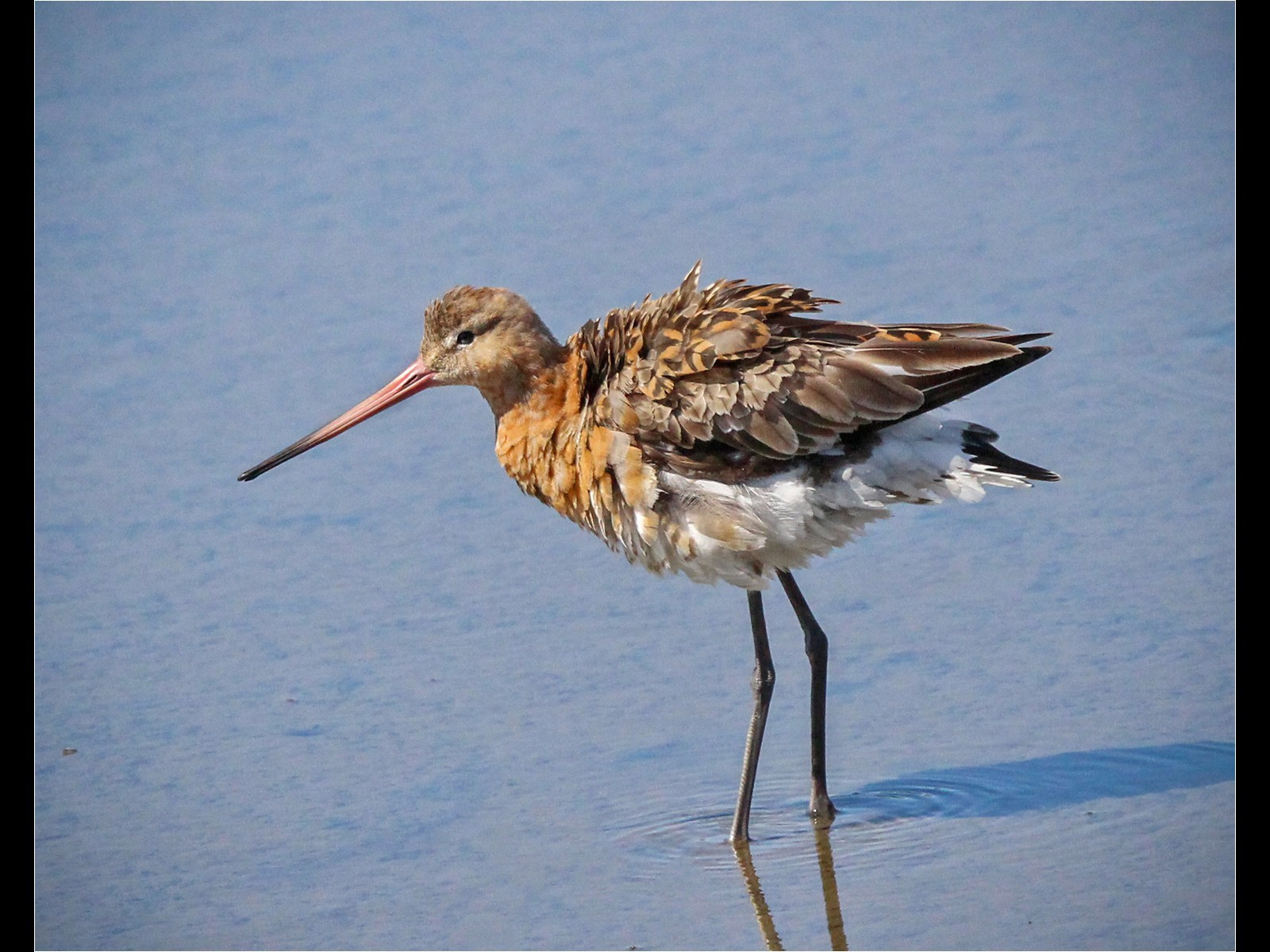 Black Tailed Godwit by Anne-Marie Imeson