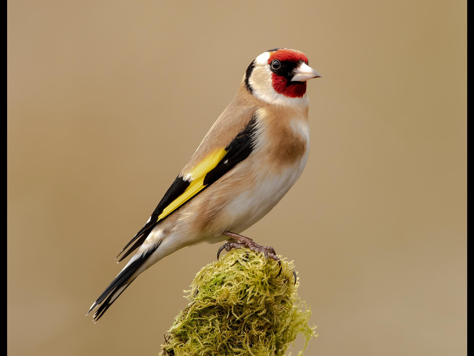Goldfinch by Andy Pritchard