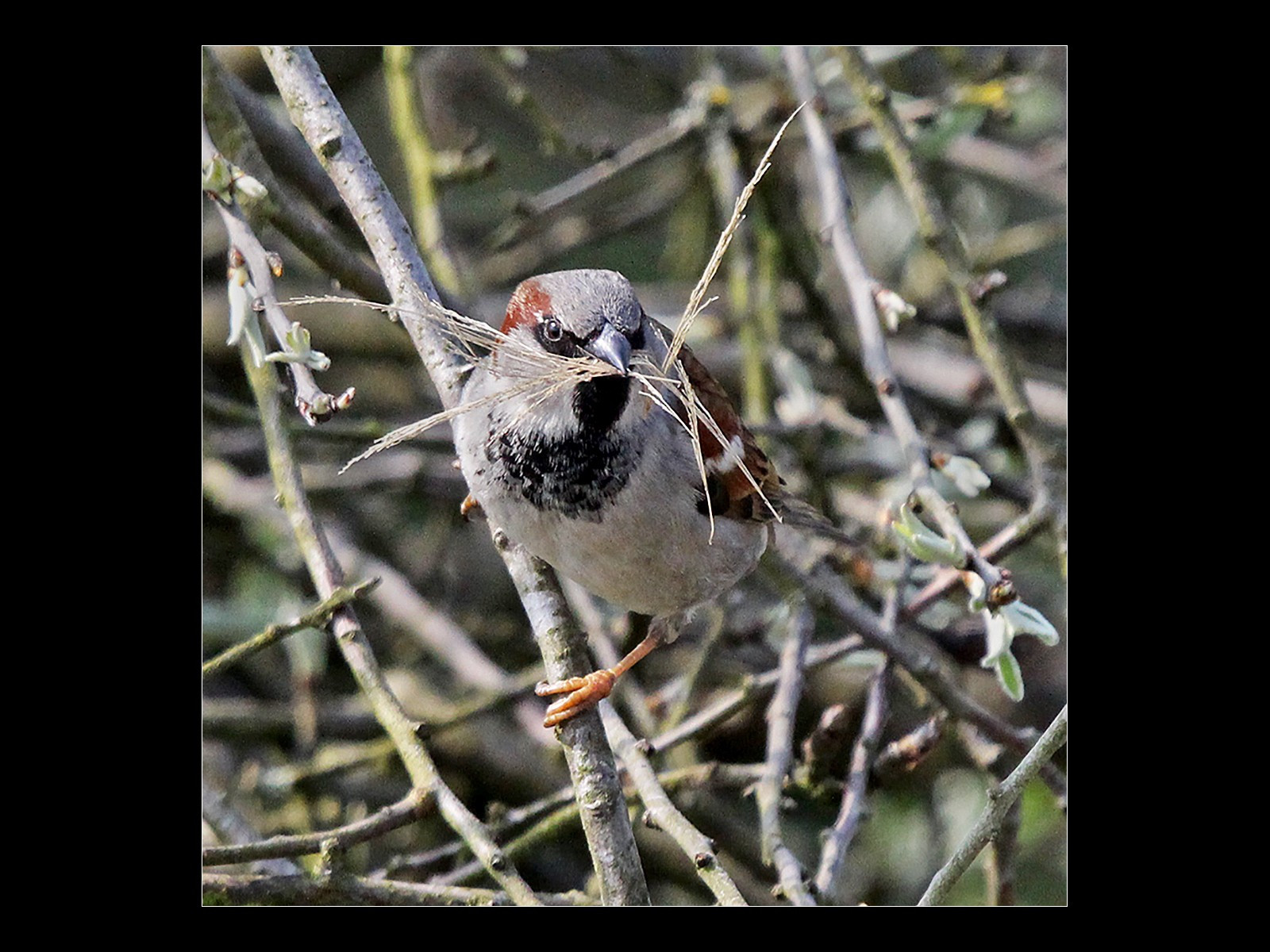 3.House Sparrow with Nesting Material