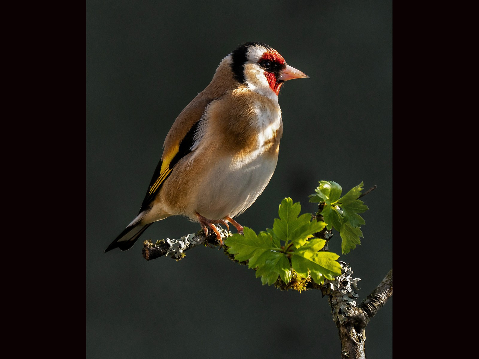 6.Early light on goldfinch.