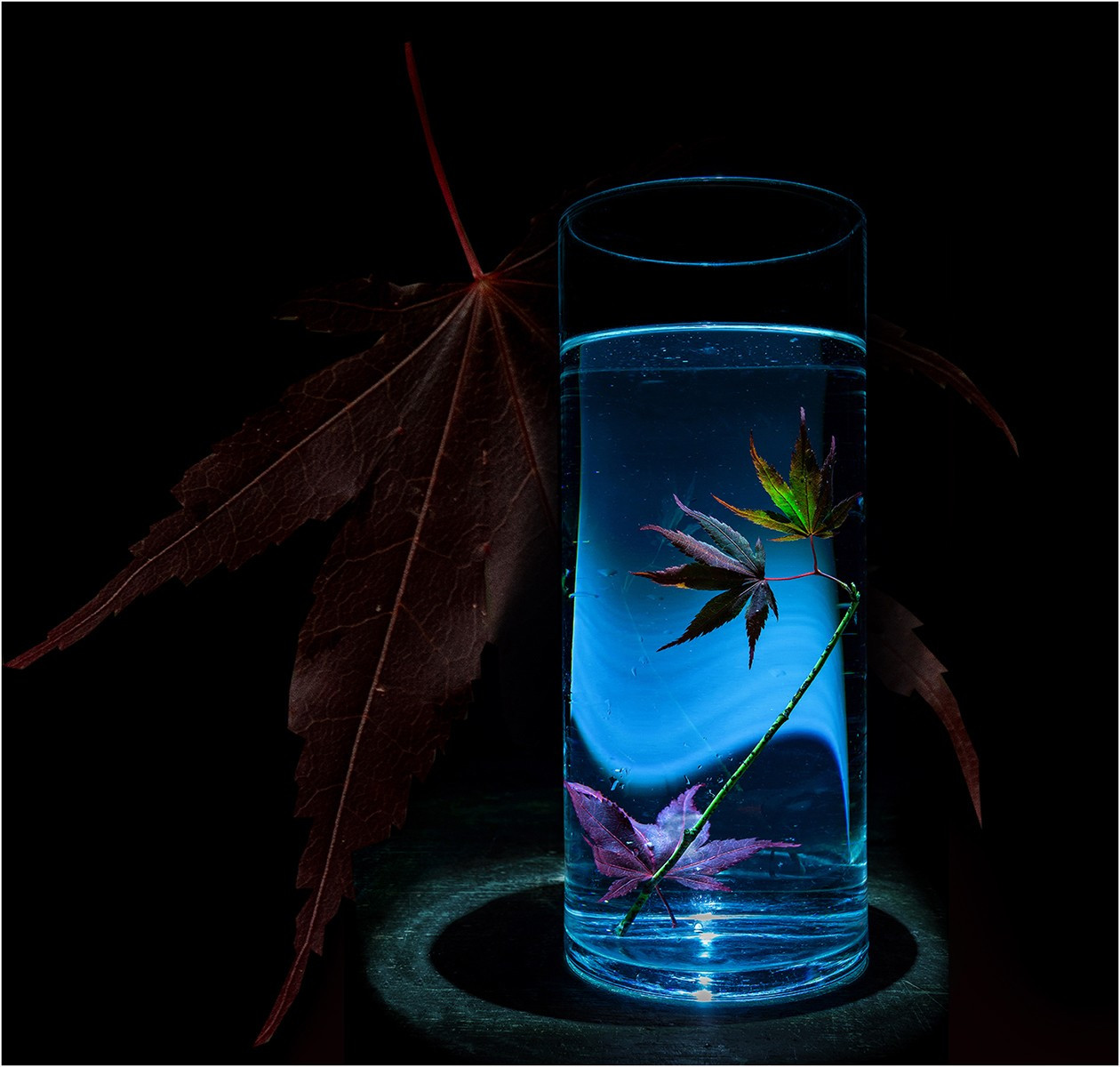 2.Iluminated acer leaf in a glass vace.