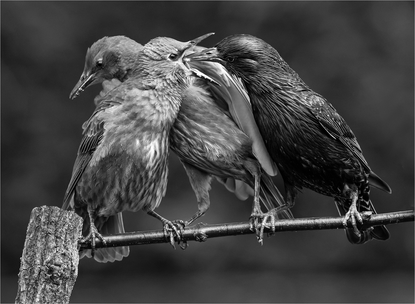 5.Starling  feeding young.