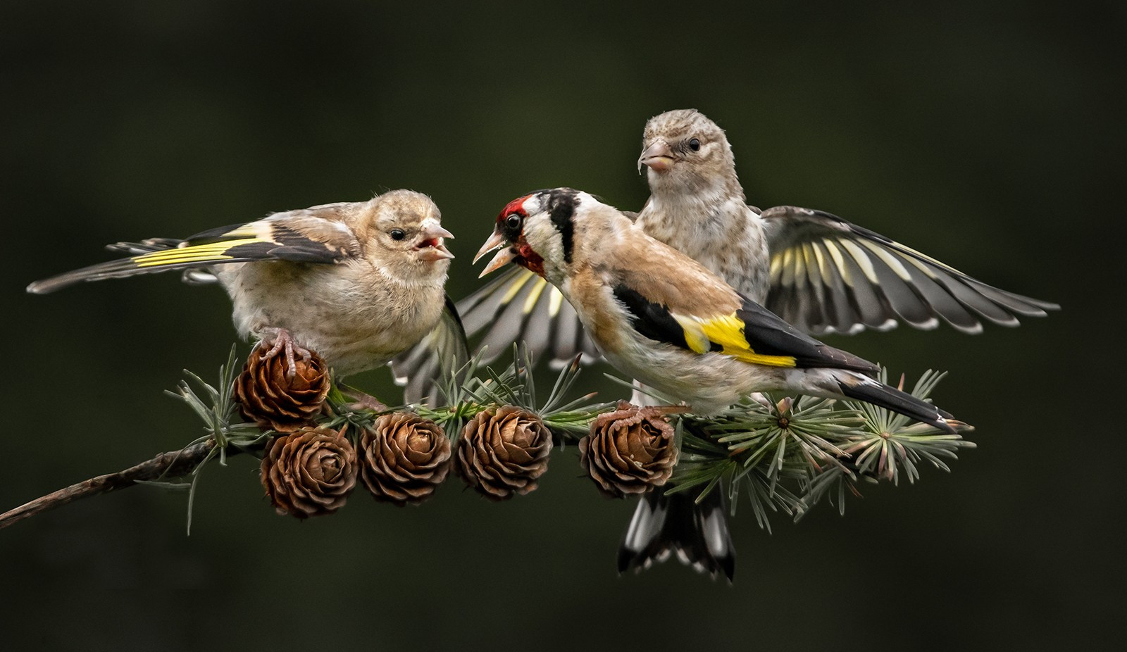 6.Goldfinch with two Fledgelings..