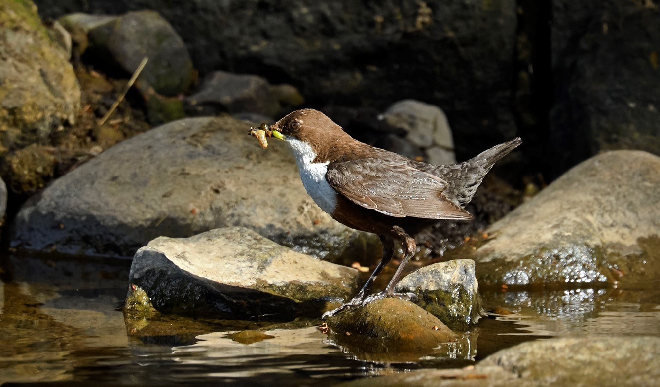 12.Dipper with Grubs