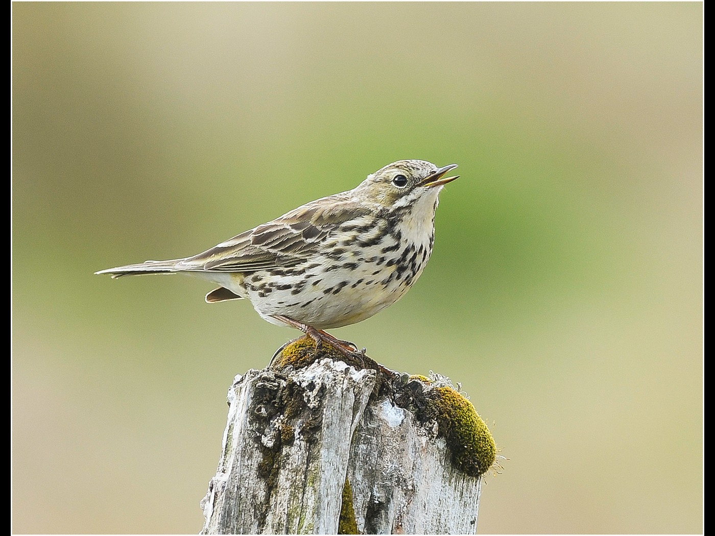 16.MEADOW PIPIT 
