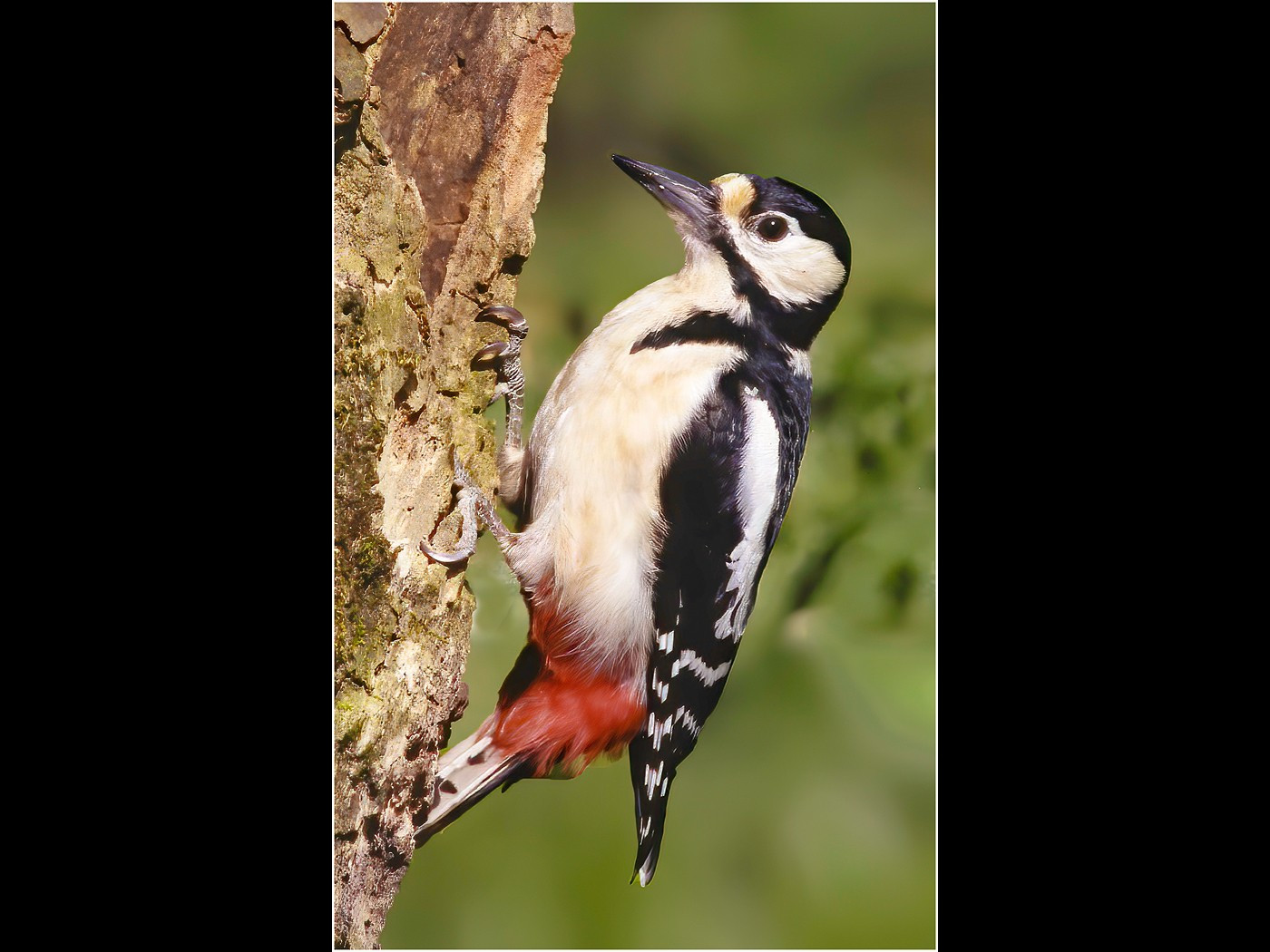 Female Great Spotted Woodpecker 
