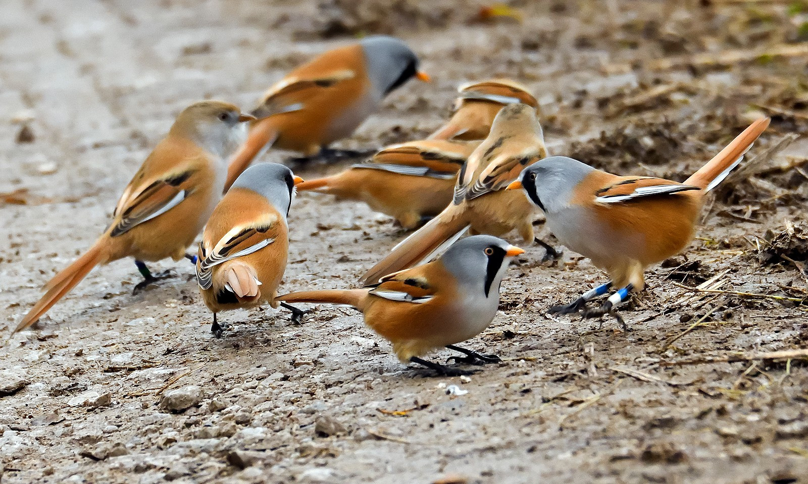 10. Bearded Tit party