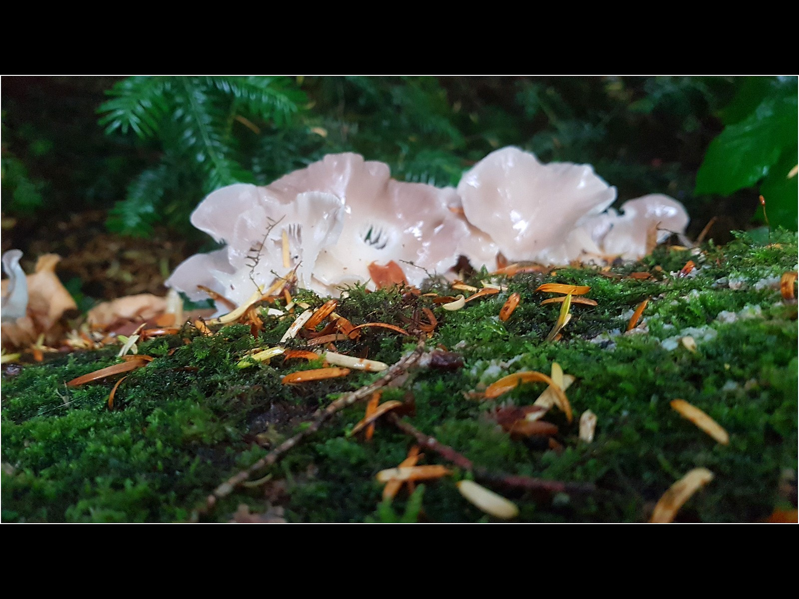 17. Porcelain Fungi