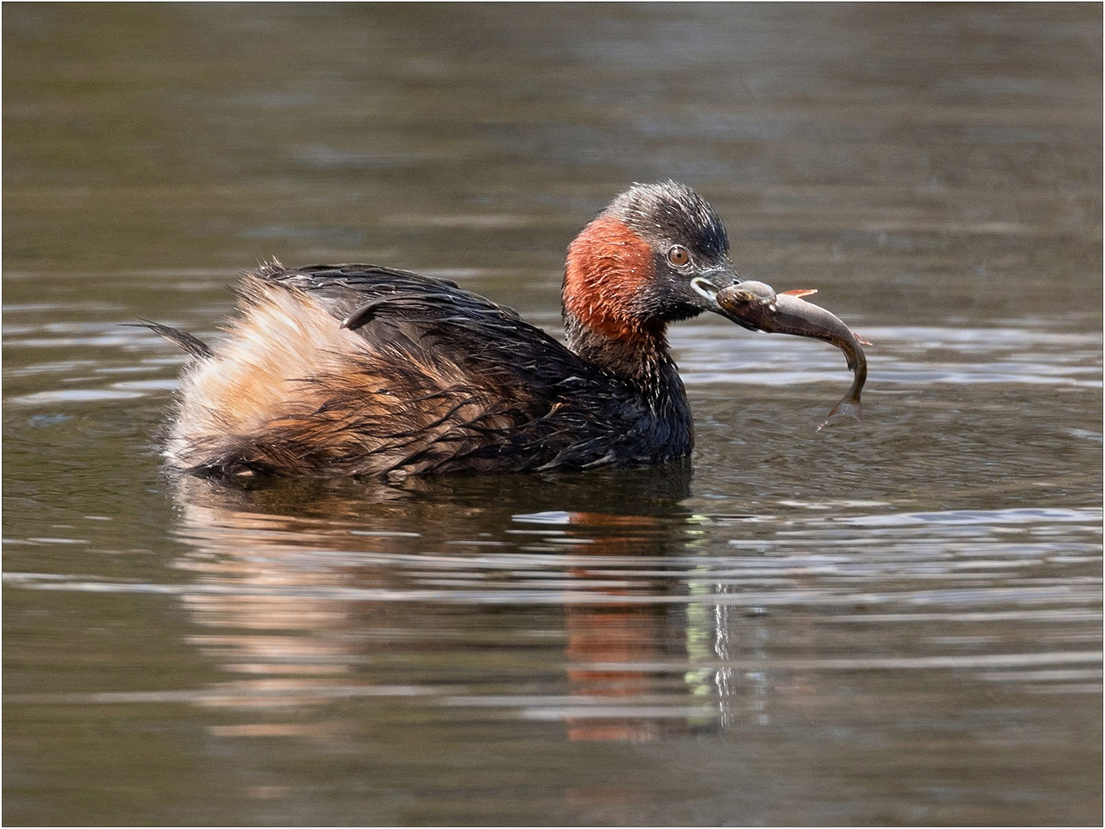 Little Grebe with Good Catch