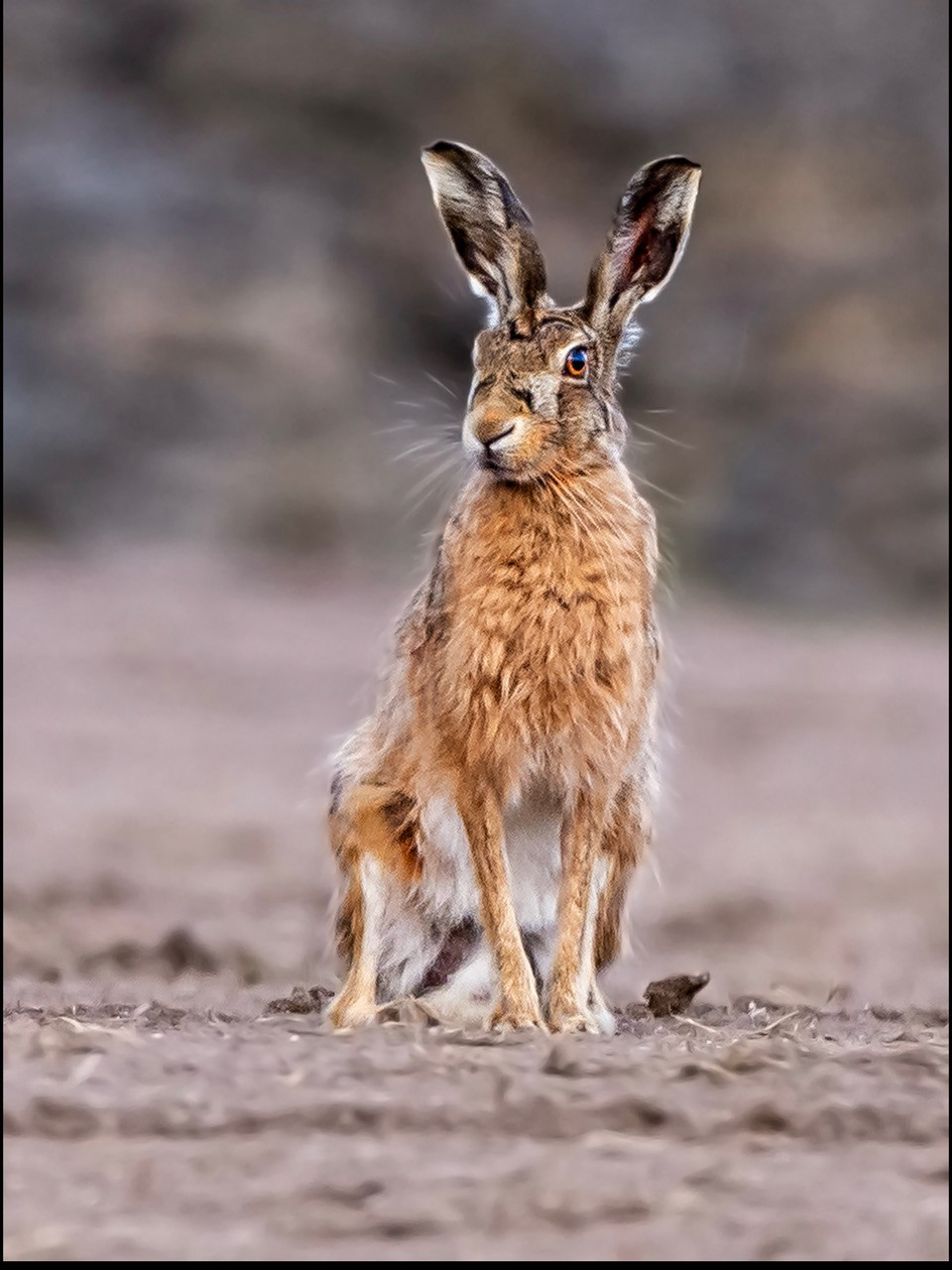 6. Brown Hare