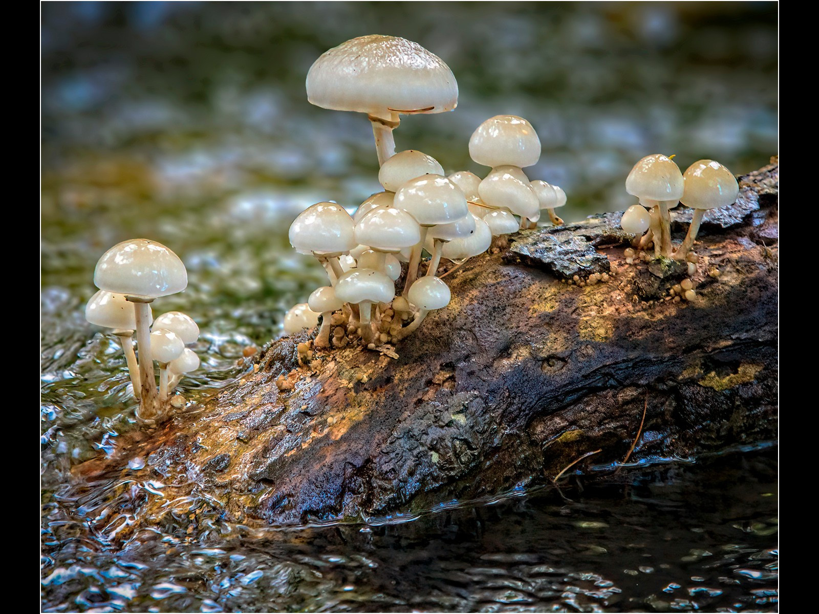 18. Porcelain Fungi