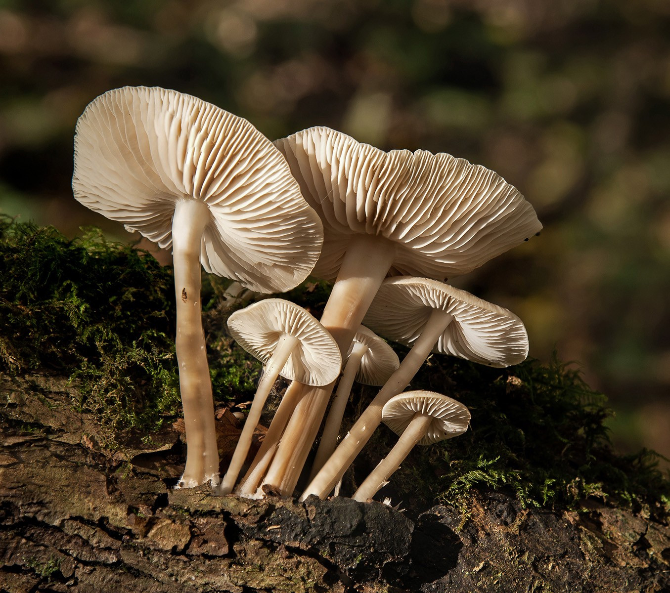22. Common Bonnet Fungus.