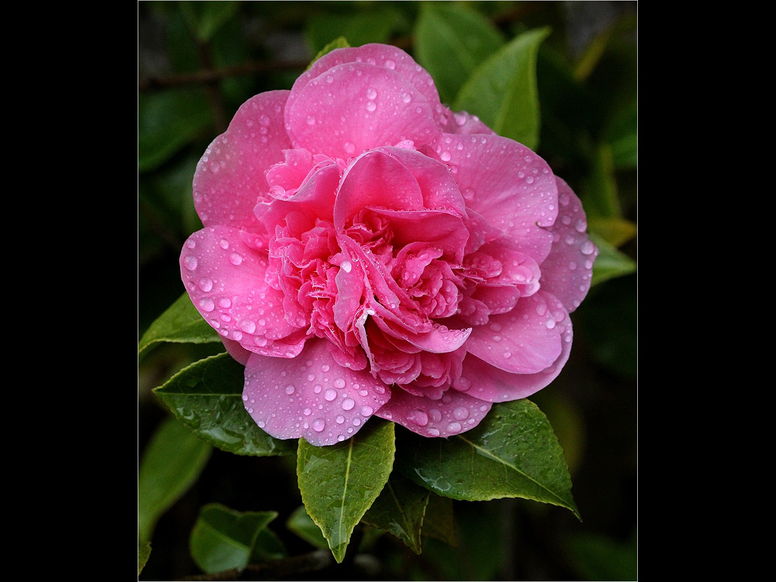 23. Camellia