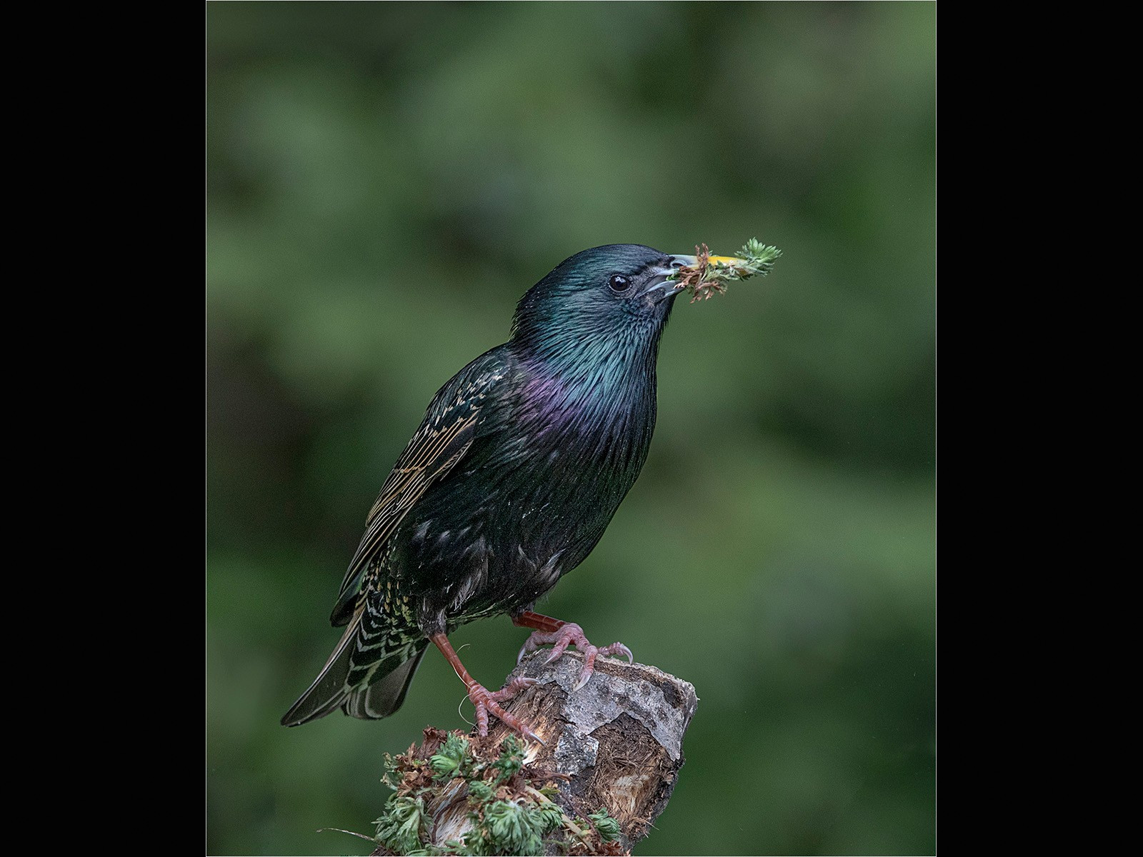 24. Starling with Nesting Material